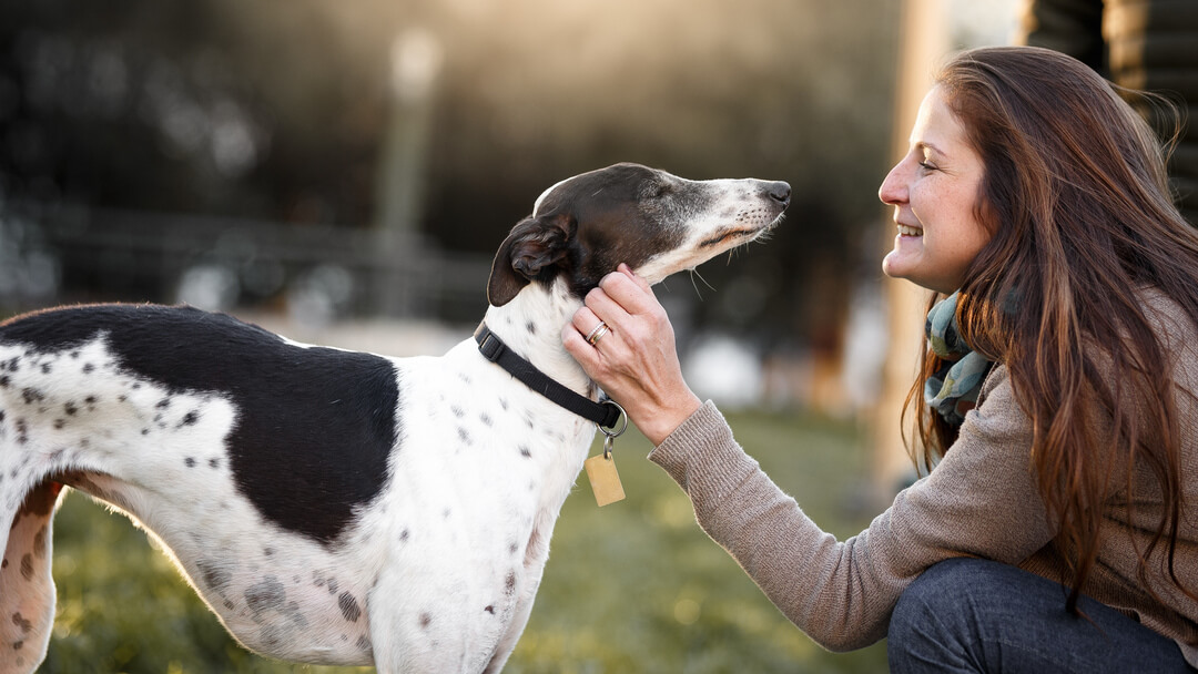 Dogs that sales have low shedding